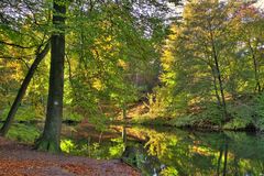 - ein Blick in den Wald 4 -