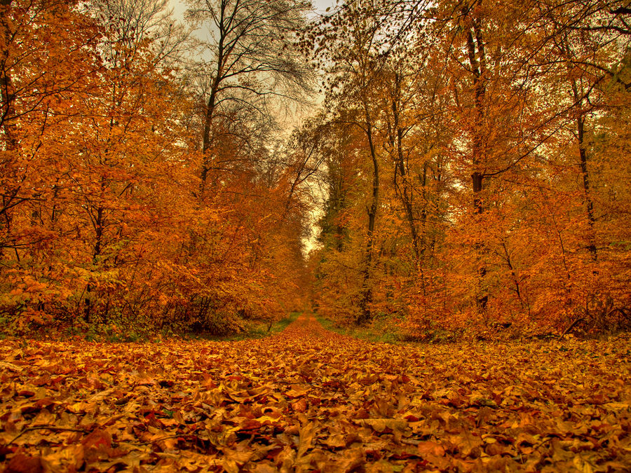 Ein Blick in den Waldweg