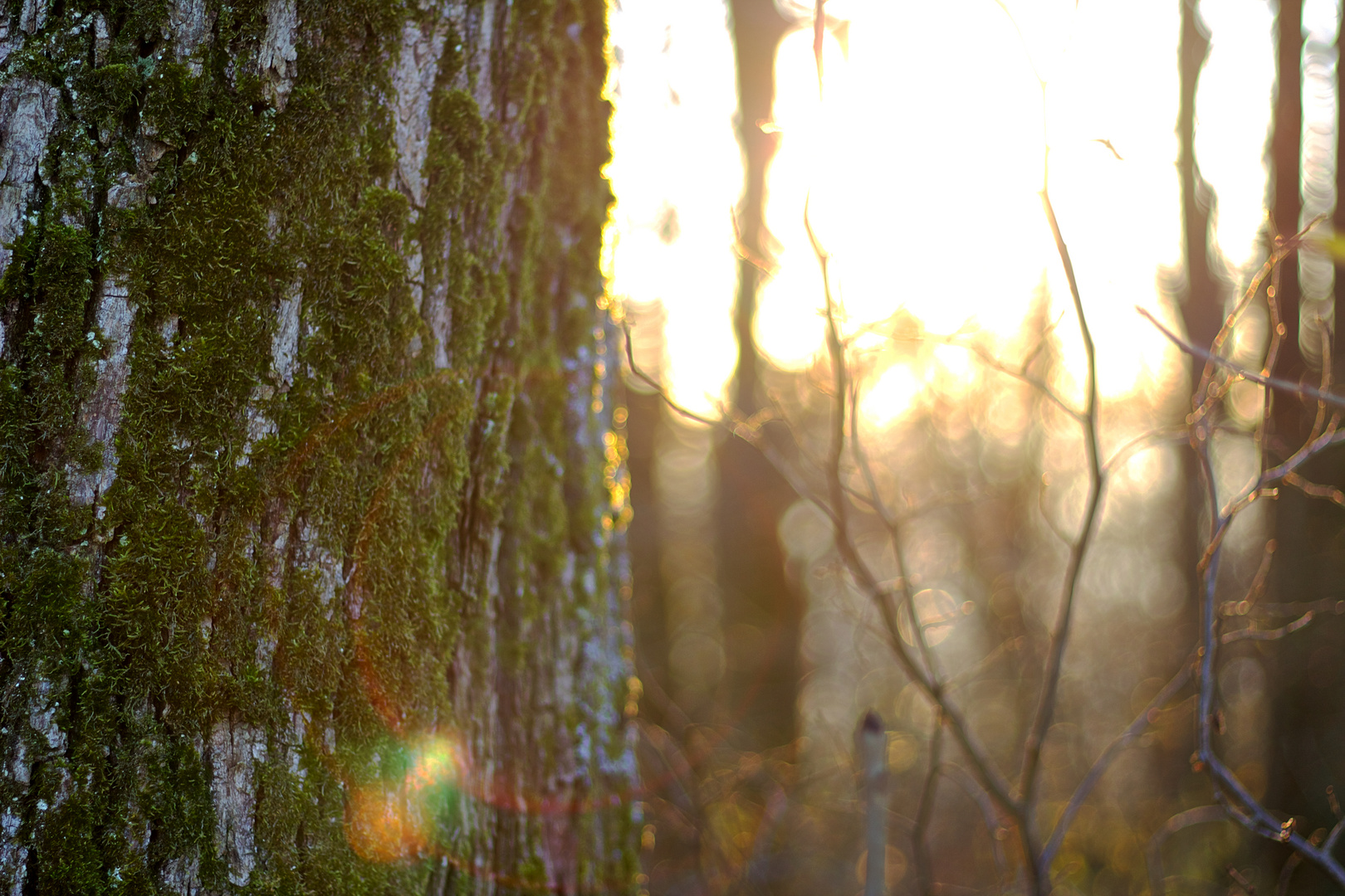 Ein Blick in die Abendsonne