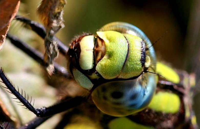 Ein Blick in die Augen...