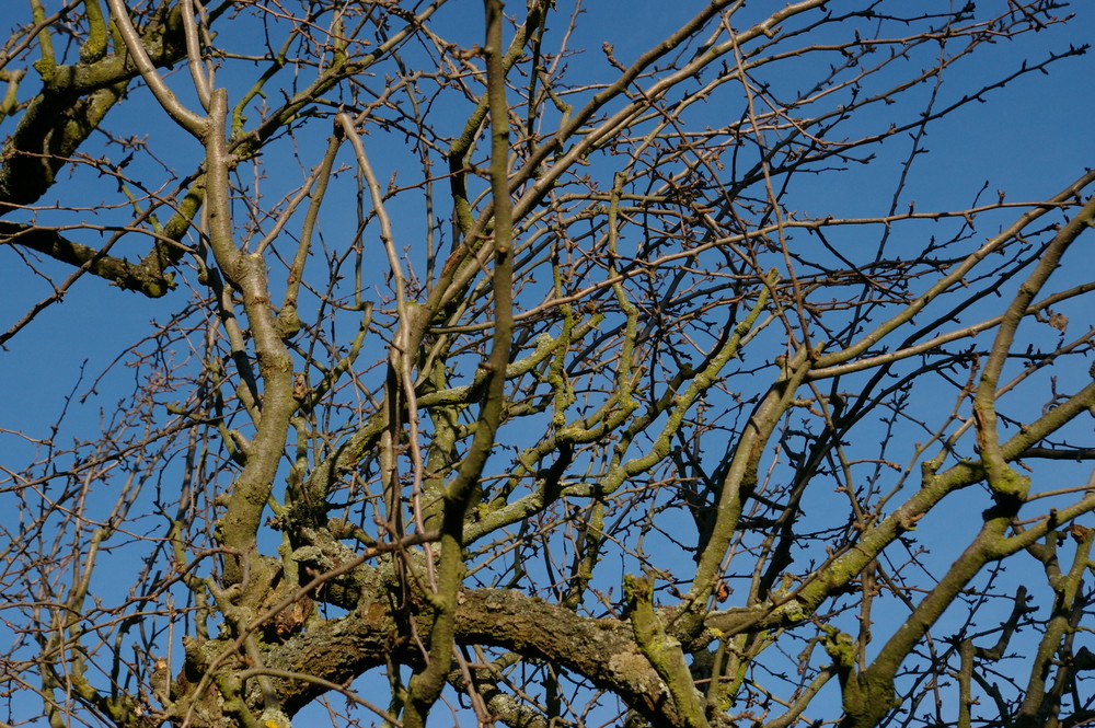 ein Blick in die Bäume