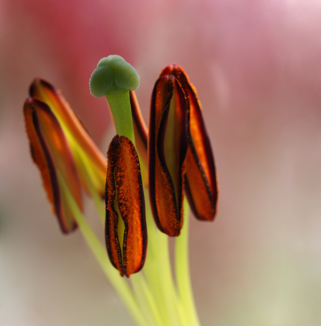 Ein Blick in die Lilienblüte