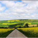 EIN BLICK IN DIE PFÄLZER LANDSCHAFT