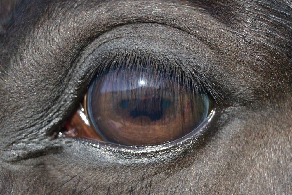 Ein blick in die Seele des Pferdes