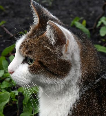 Ein Blick in die Zukunft......