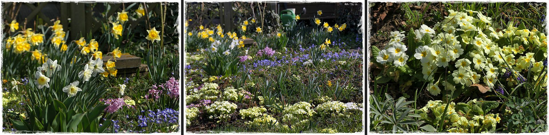 Ein Blick in meinen Frühlingsgarten