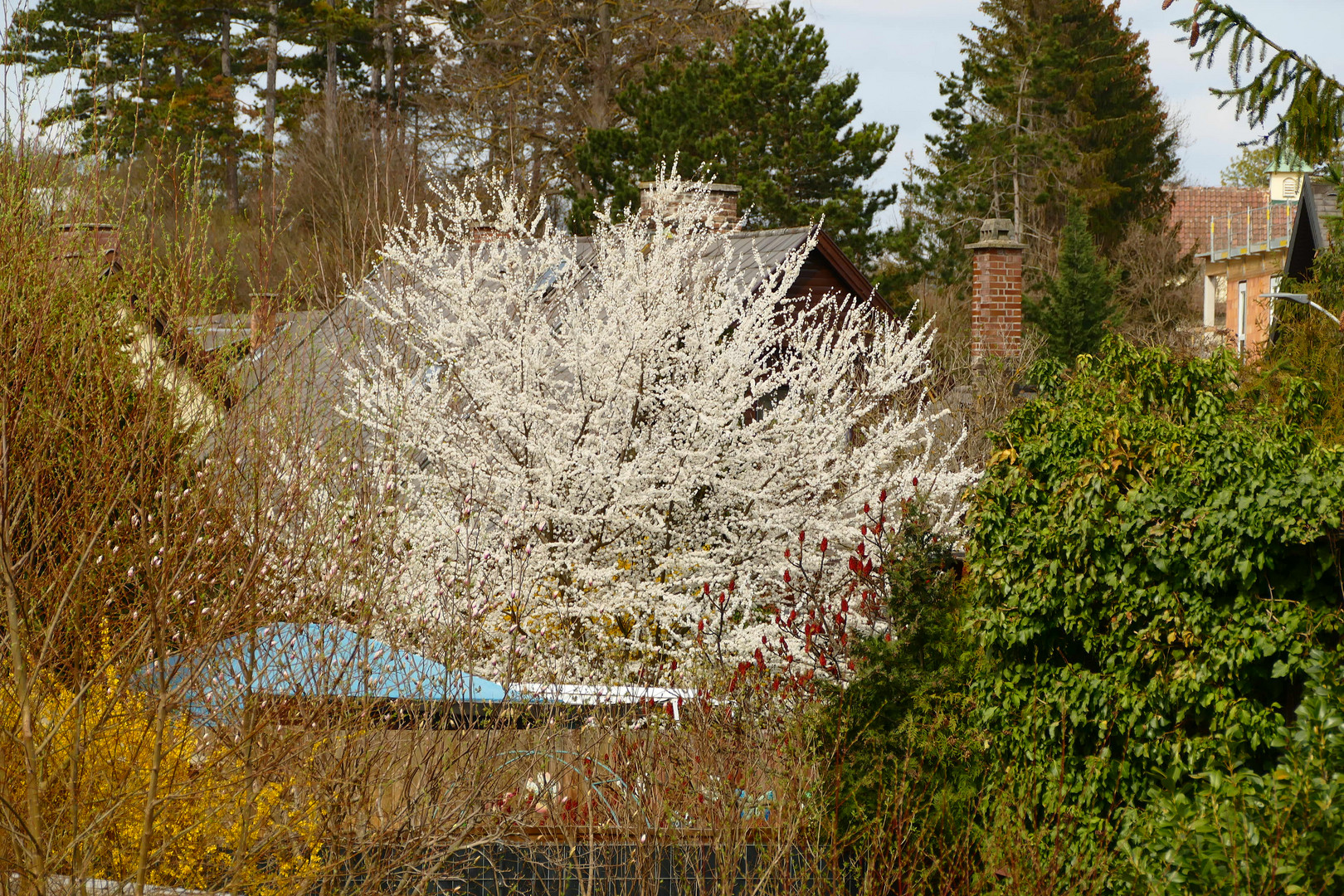 Ein Blick in Nachbars Garten Foto & Bild pflanzen, pilze & flechten