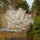 Ein Blick in Nachbars Garten