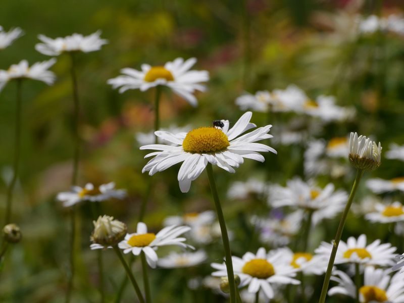 ein Blick in Nachbarsgarten