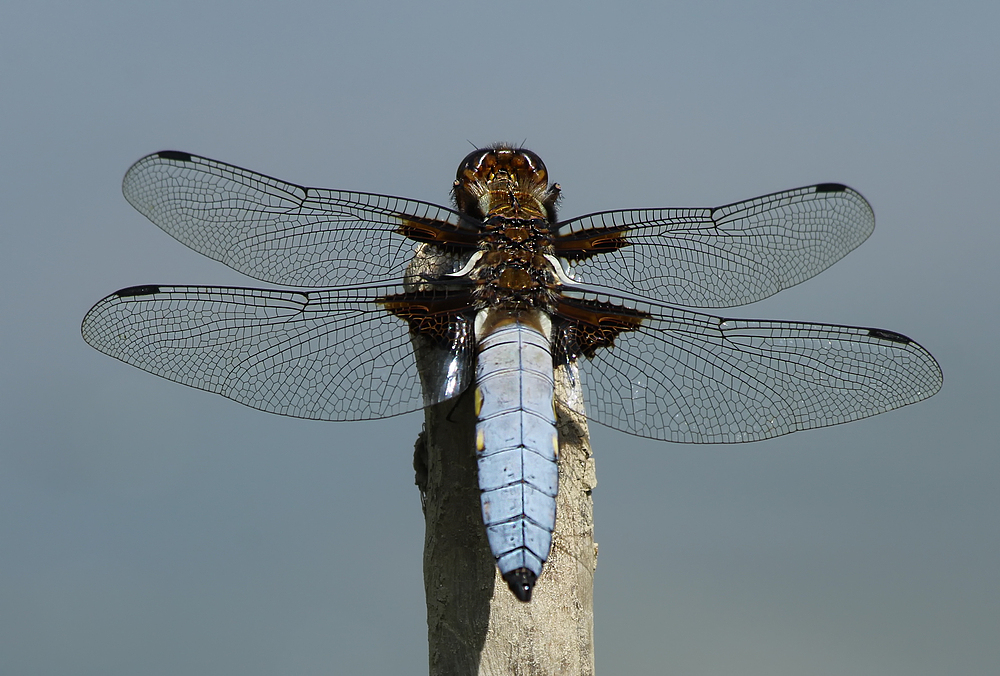 Ein Blick ins Blaue