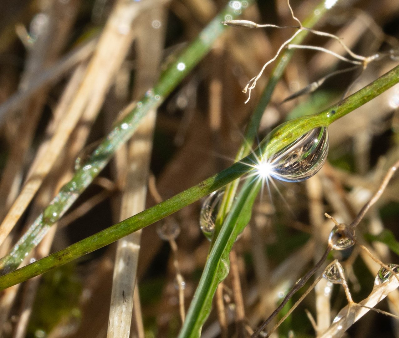 Ein Blick ins Gras ....