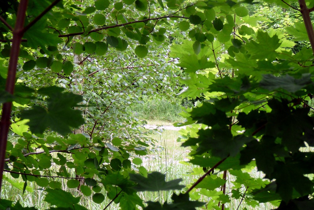 ein Blick ins Grüne