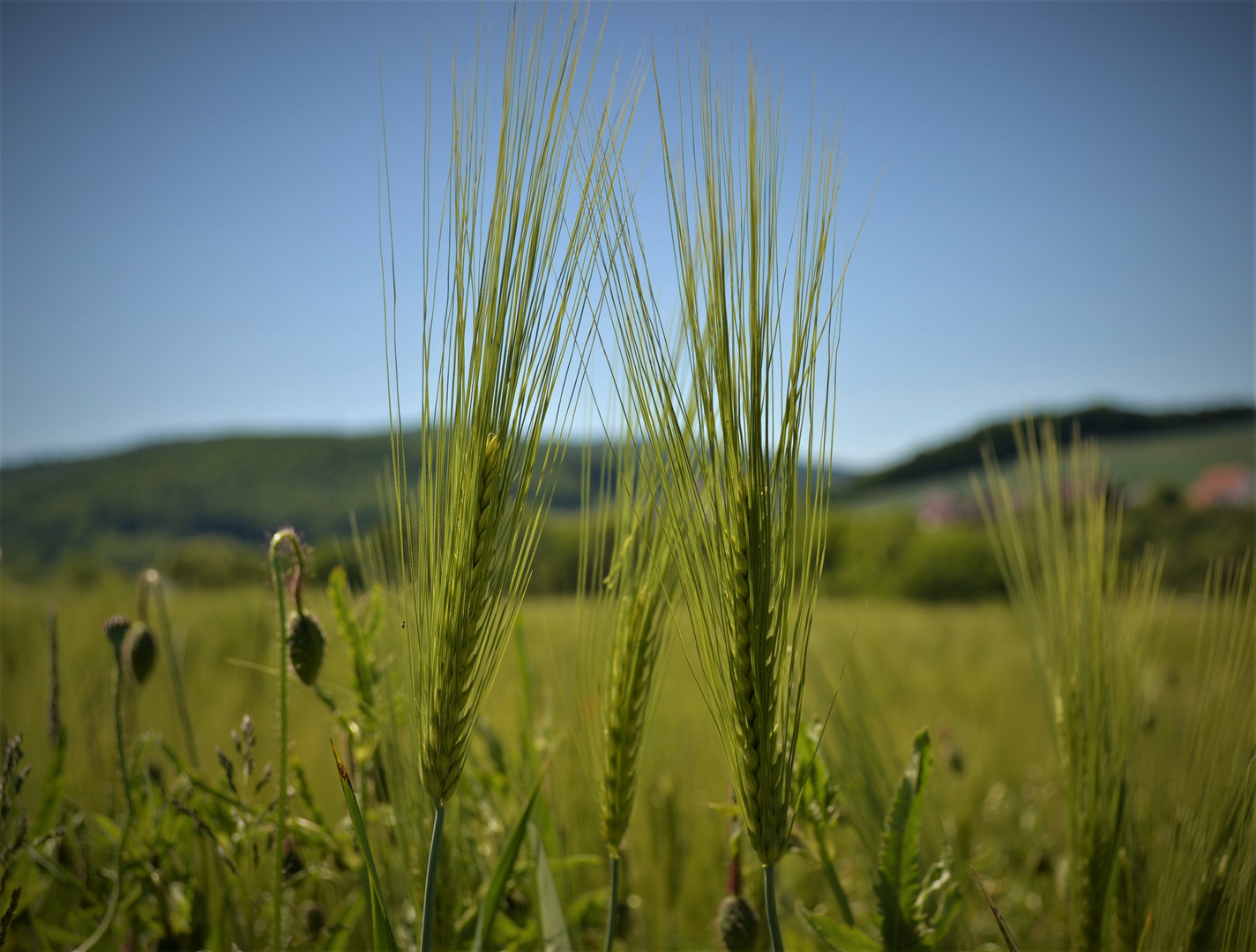 "Ein Blick ins Kornfeld"