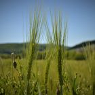 "Ein Blick ins Kornfeld"