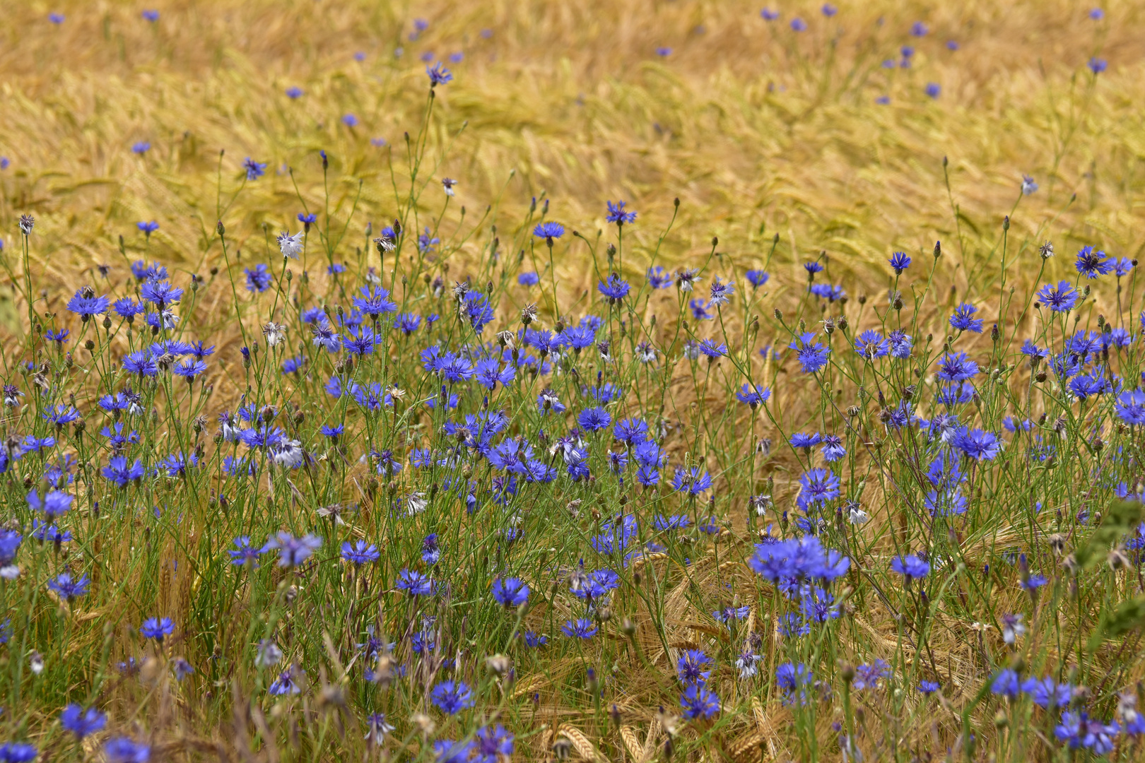 Ein Blick ins Kornfeld 