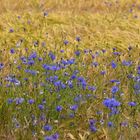 Ein Blick ins Kornfeld 