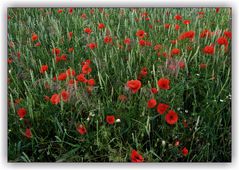 Ein Blick ins Kornfeld