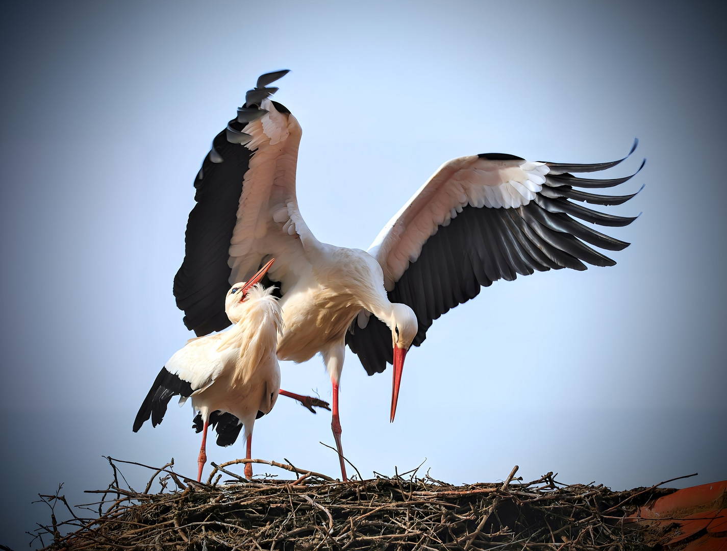 "Ein Blick ins Nest"