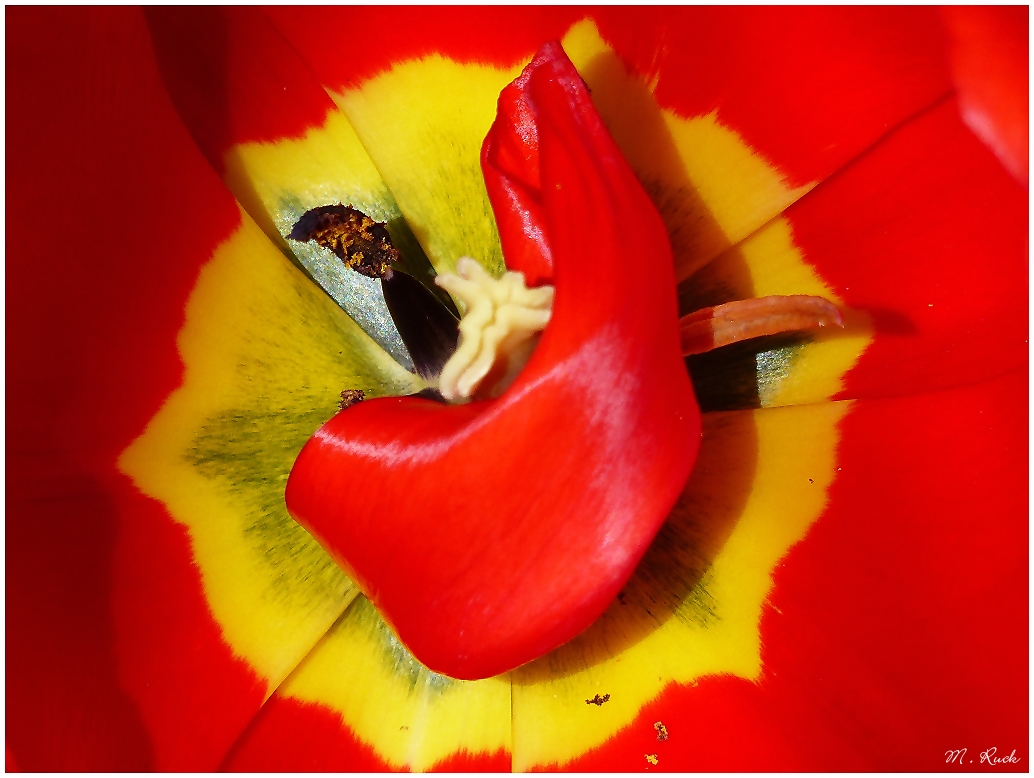 Ein Blick ins Tulpeninnere ;