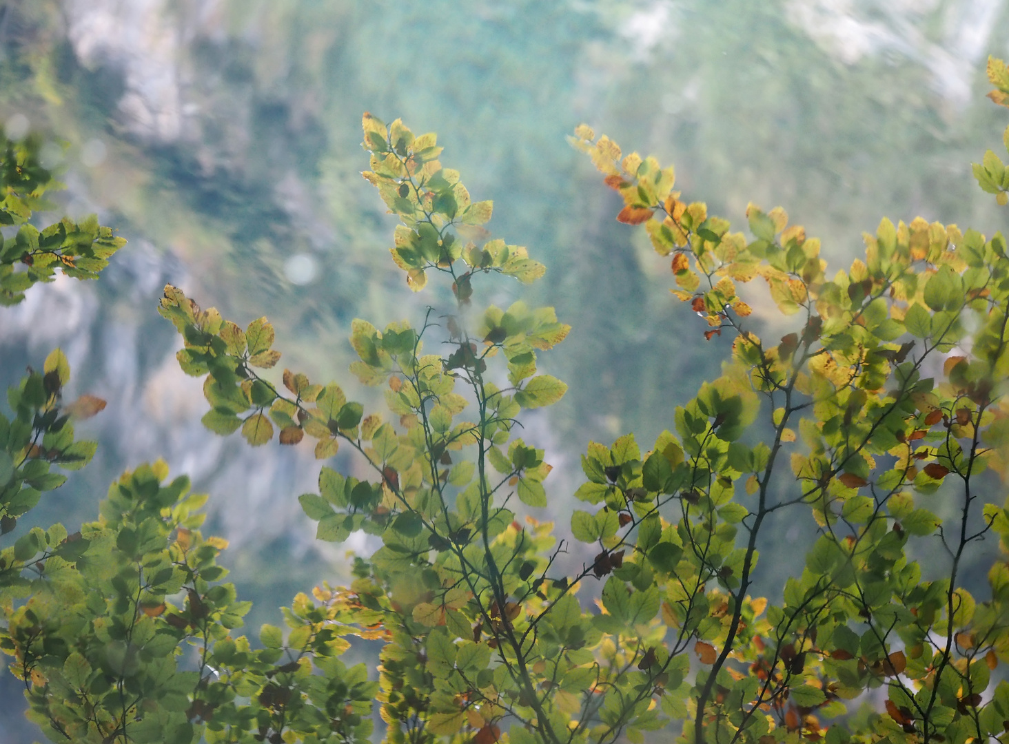 Ein Blick ins Wasser zeigt die herrlichen Herbstfarben! - Un monde presqu'irréel... 