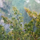 Ein Blick ins Wasser zeigt die herrlichen Herbstfarben! - Un monde presqu'irréel... 