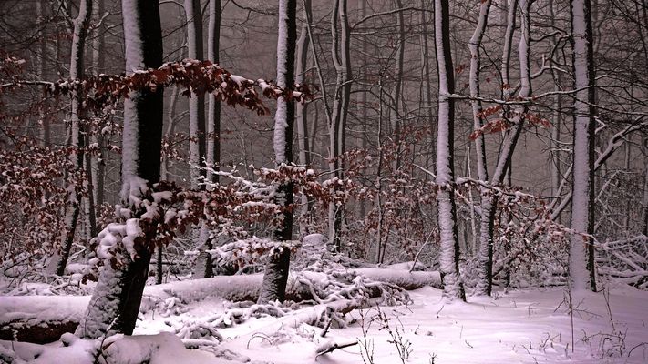 Ein Blick tief in den winterlichen Wald.....
