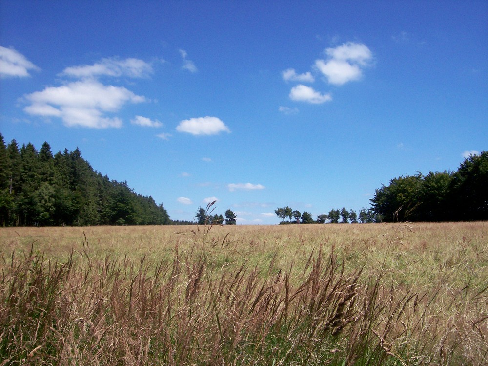 Ein Blick über das Feld