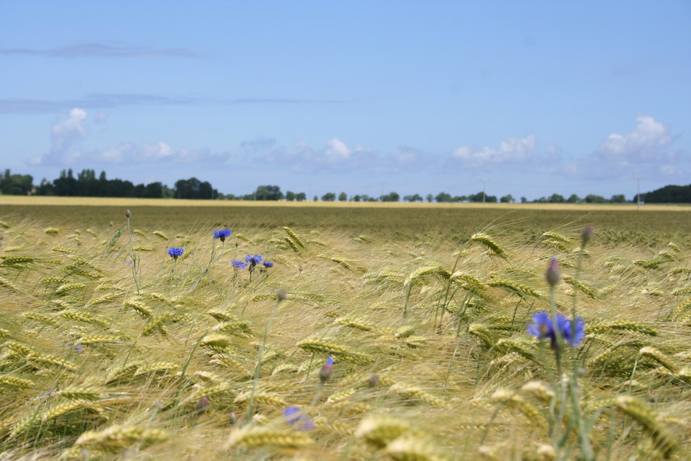 Ein Blick übers Feld