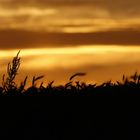 Ein Blick über's Kornfeld bei Sonnenuntergang