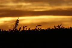 Ein Blick über's Kornfeld bei Sonnenuntergang