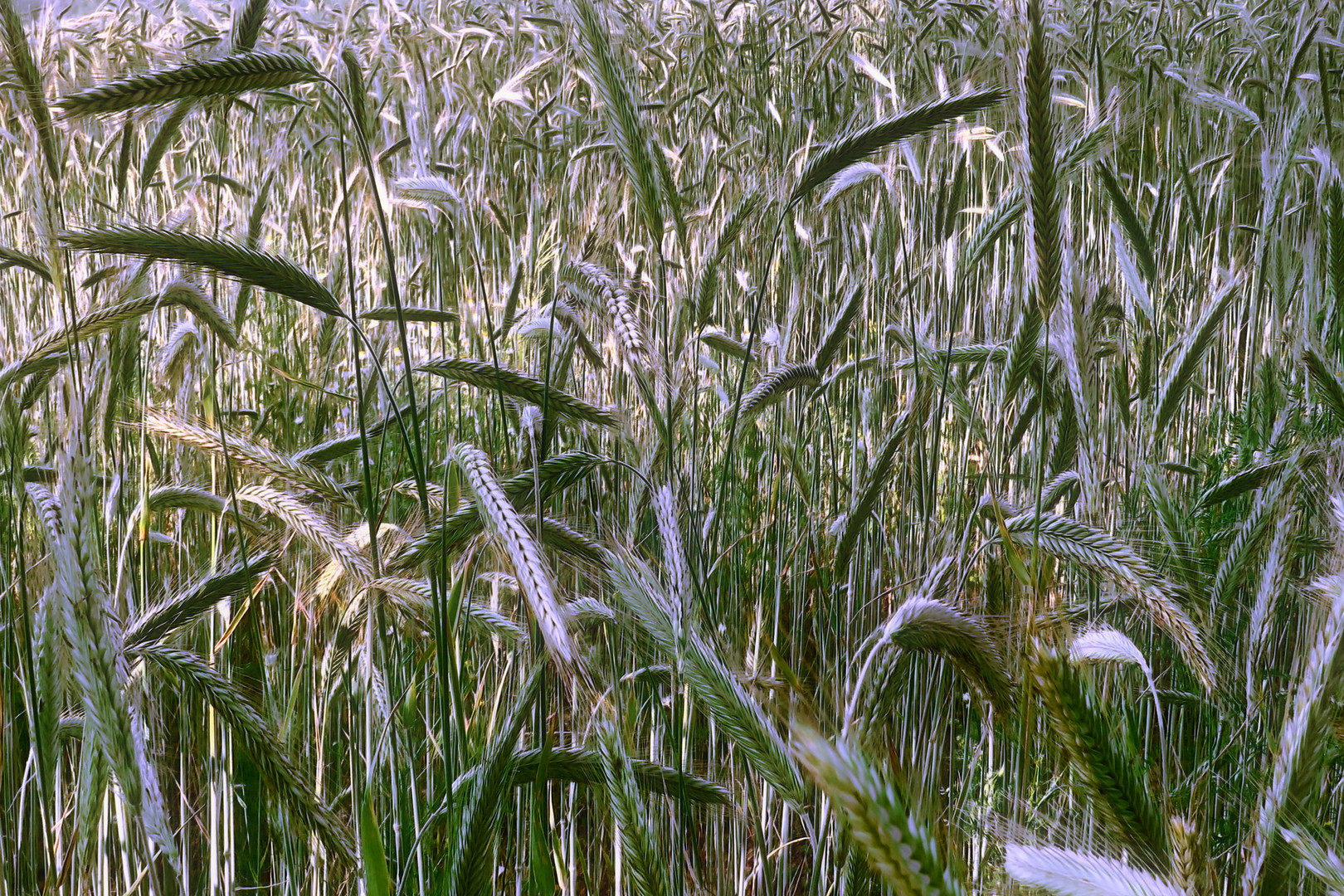 Ein Blick uns Kornfeld