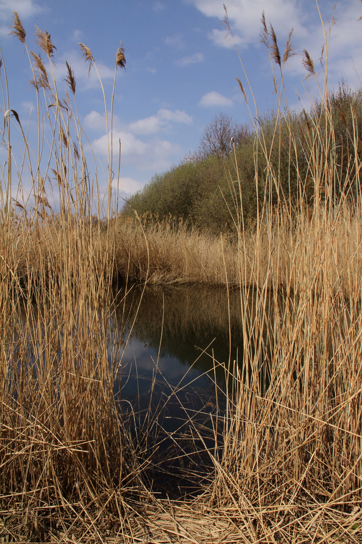 Ein Blick vom Schilf in`s Schilf