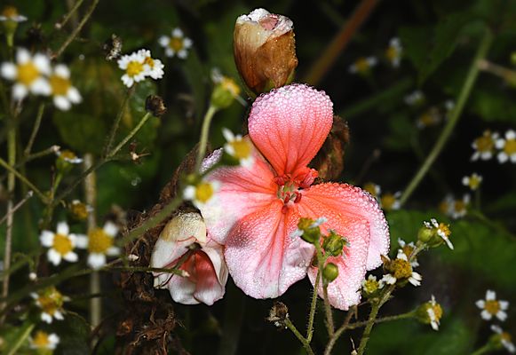 Ein Blick zum Nachbargarten,...