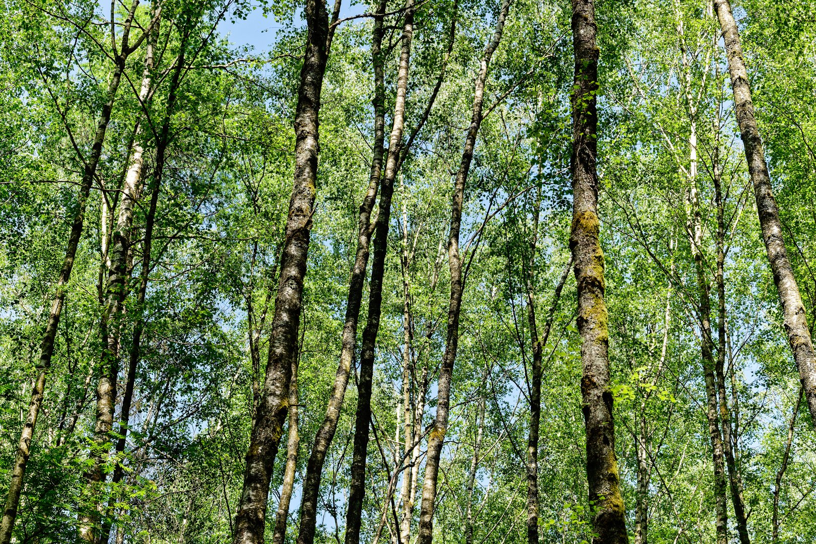 Ein Blick zum Träumen