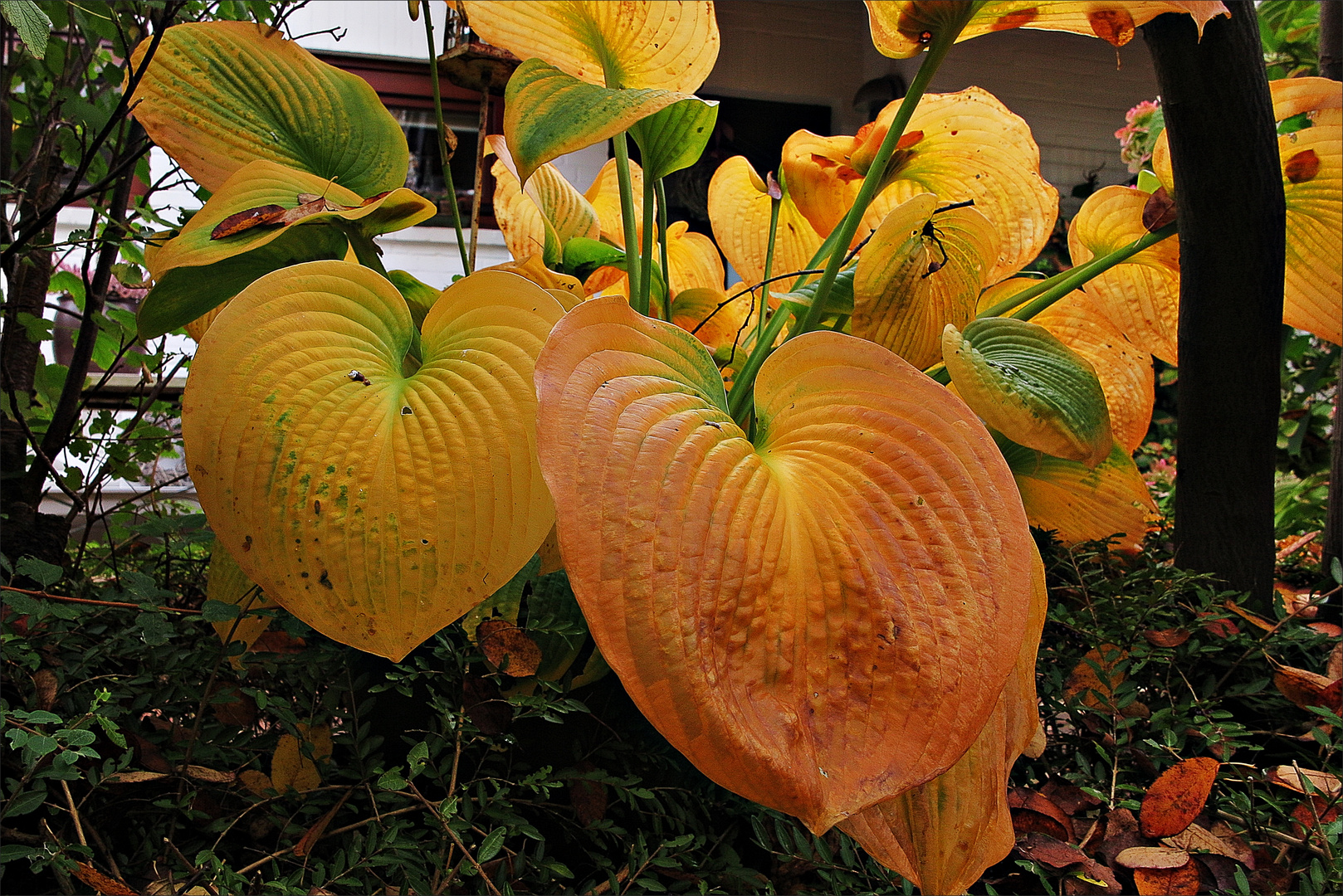 ein Blickfang im Garten im Oktober 2016