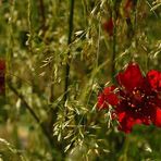 Ein Blickfang im Gras