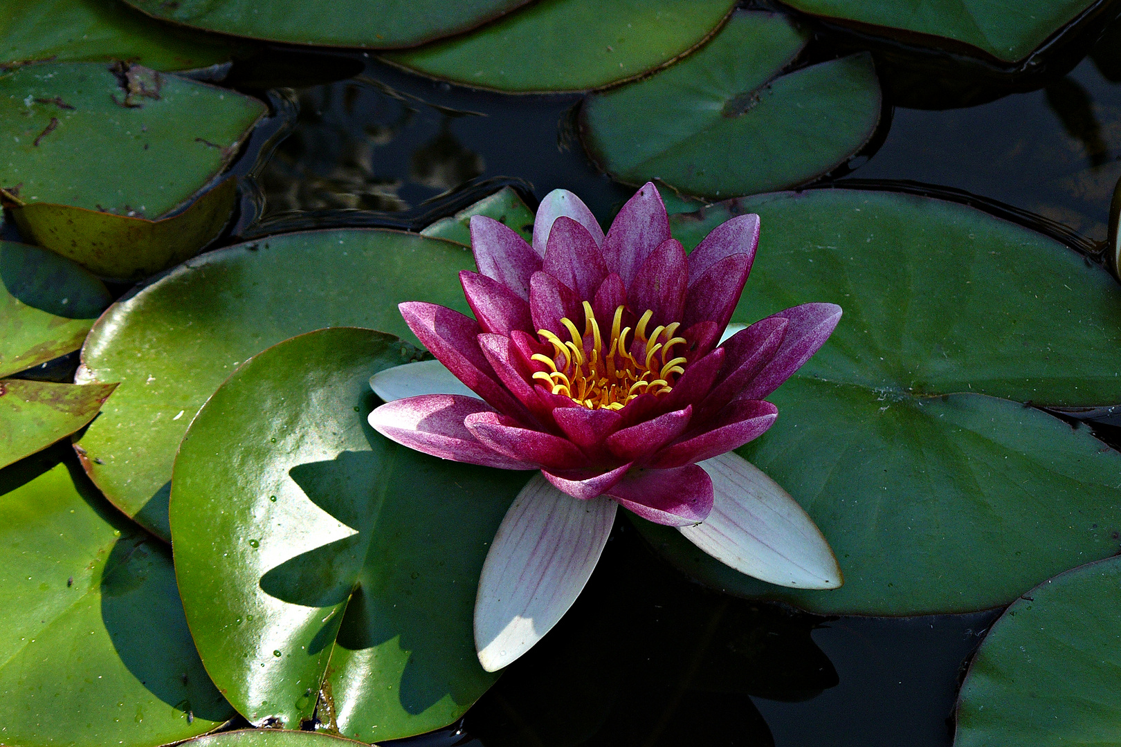 Ein Blickfang sind die Farben der Seerose