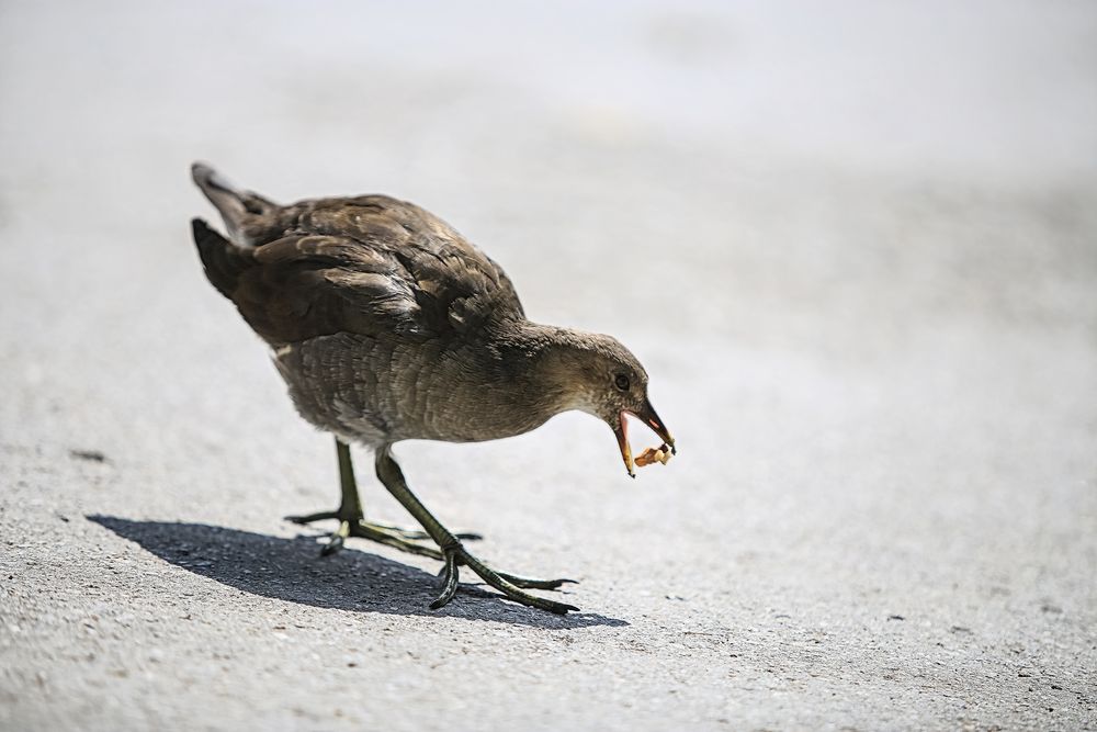 Ein blindes Huhn..