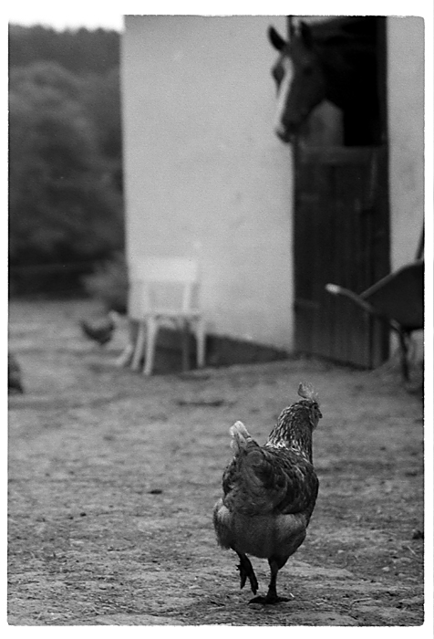 ein blindes huhn trinkt auch mal einen korn