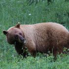 ein blonder Bär