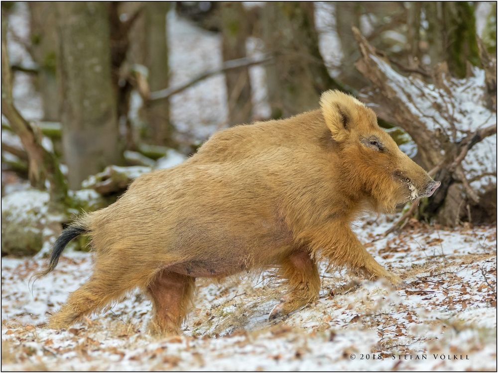 Ein blondes Wildschwein