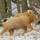 Ein blondes Wildschwein