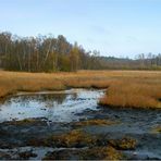 Ein blubberndes Moor