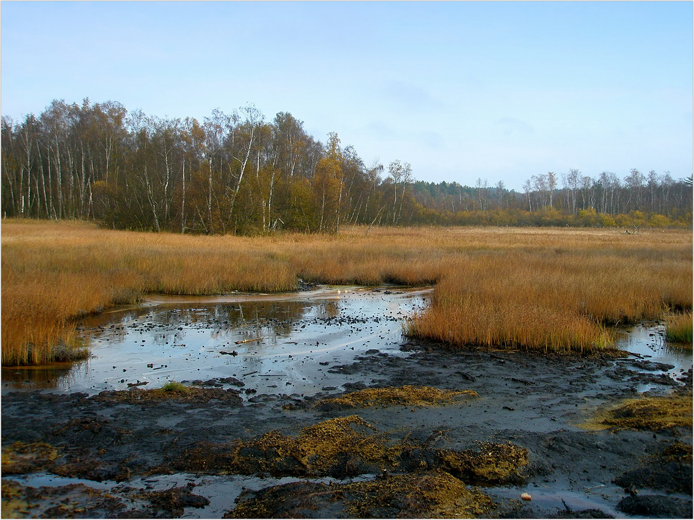 Ein blubberndes Moor