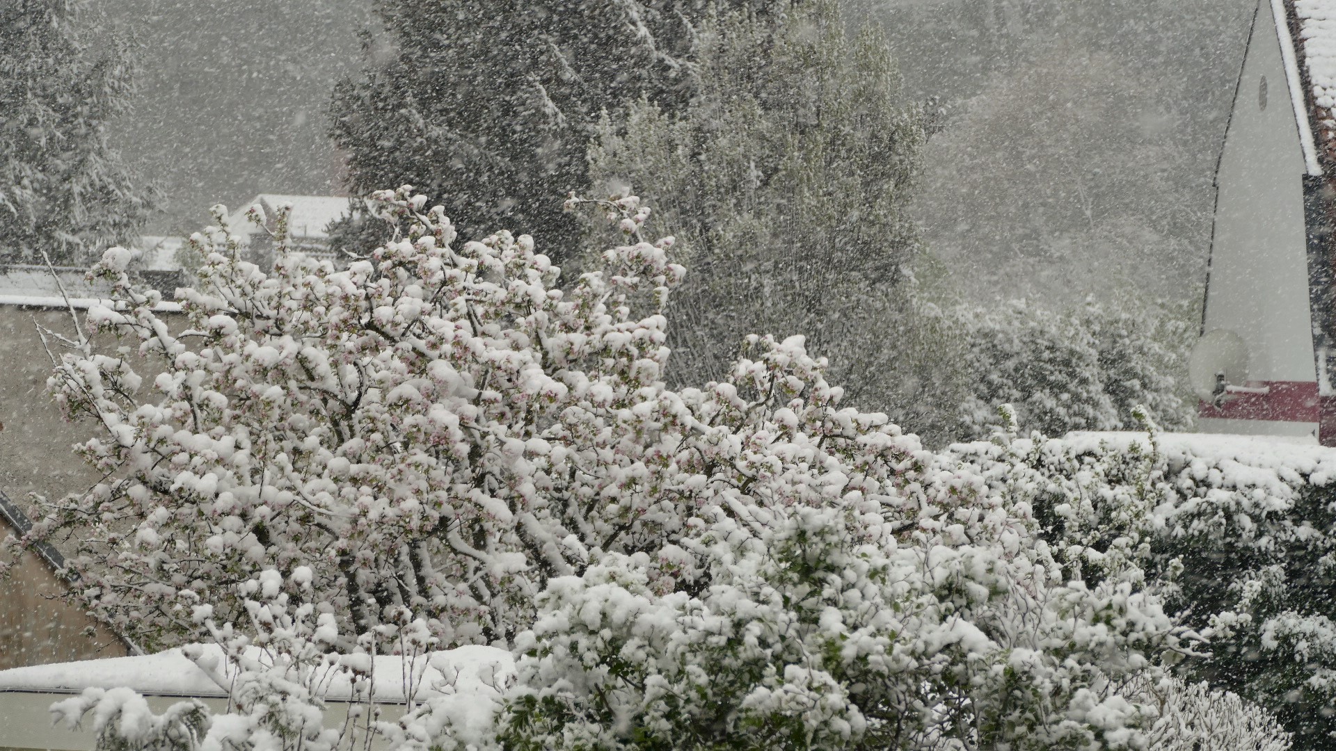 ein blühender Apfelbaum um Schnee