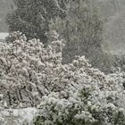 ein blühender Apfelbaum um Schnee