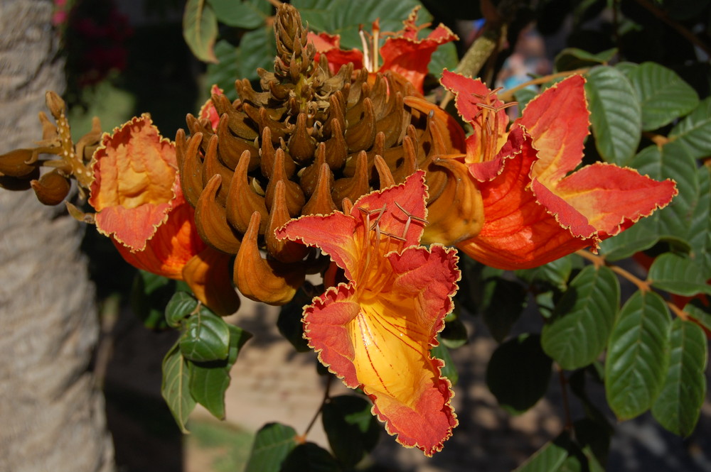 Ein blühender Baum im Januar auf Gran Canaria