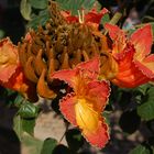 Ein blühender Baum im Januar auf Gran Canaria