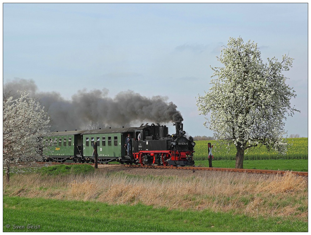 Ein blühender Birnbaum bei Naundorf