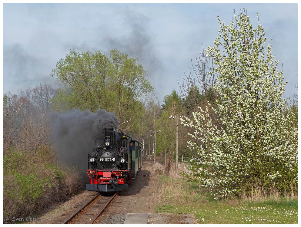 Ein blühender Busch im Oschatzer Rosenthal (1)